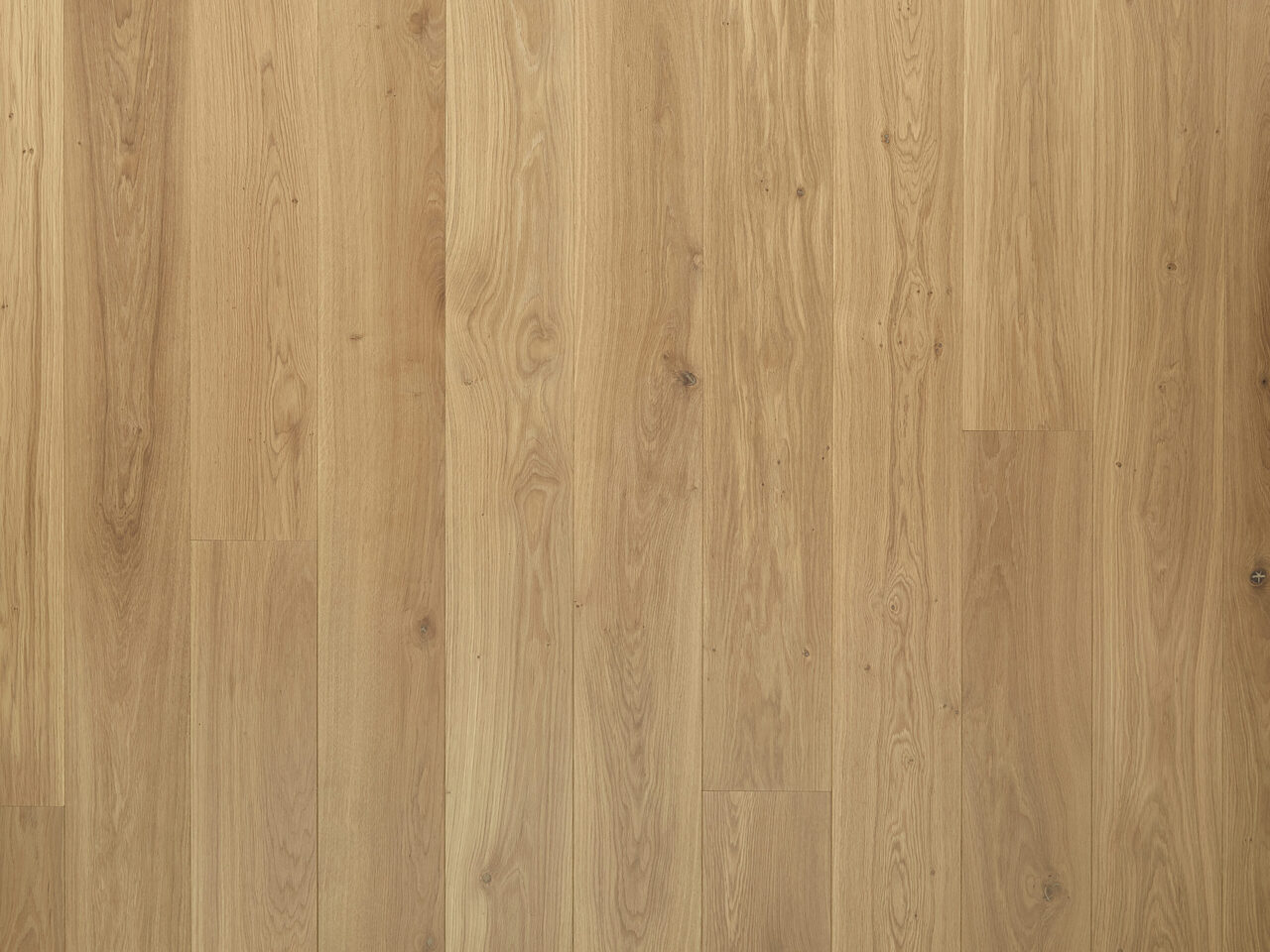 Frisk_Lite_exclusive_Top-down1