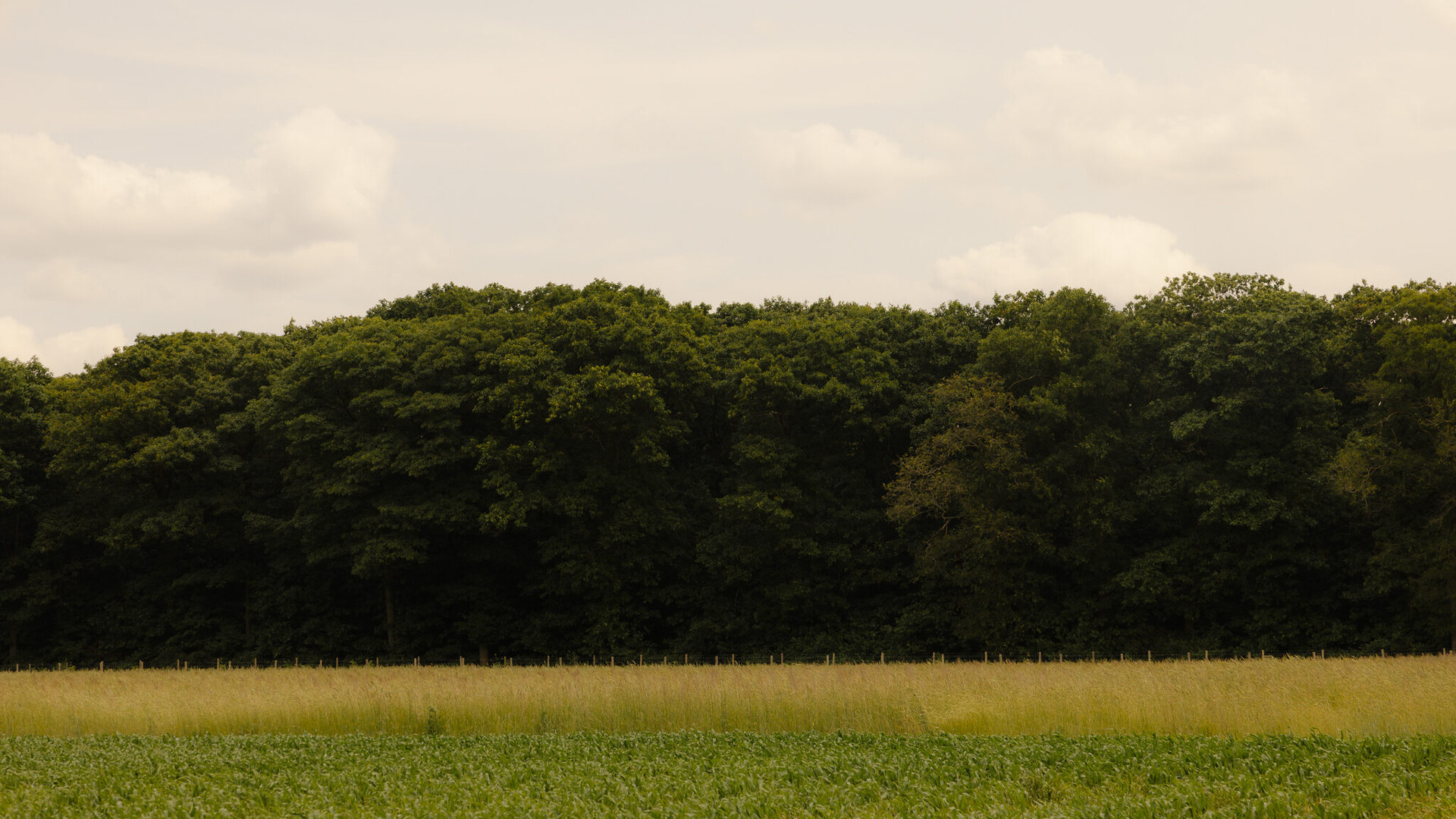 _98A1561
