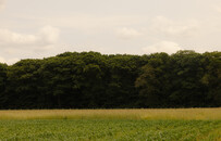 _98A1561