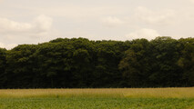 _98A1561