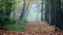 European Oak forest