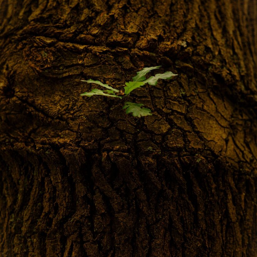 Hakwood European oak