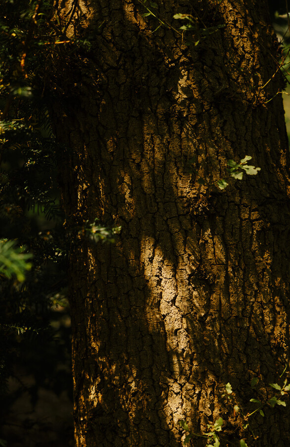 European oak sourced by Hakwood