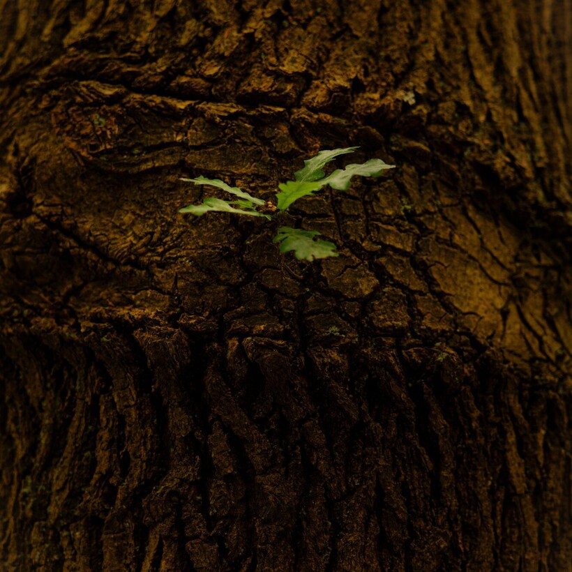 Hakwood European oak