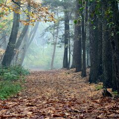 European Oak forest